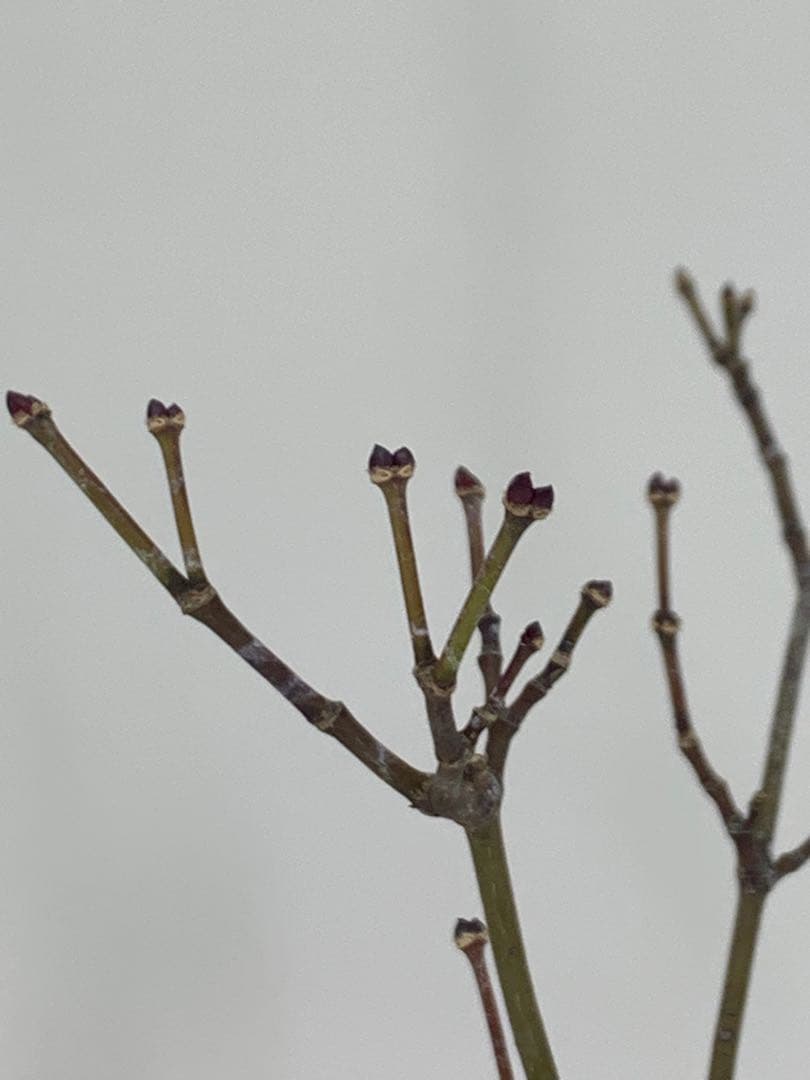 古木感溢れる石付山もみじ　文人　洞　樹高約60cm（検索/盆栽　野梅　楓）