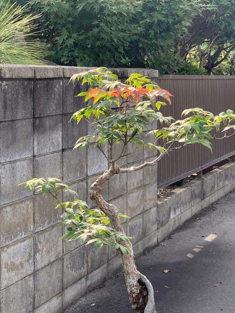 古木感溢れる石付山もみじ　文人　洞　樹高約60cm（検索/盆栽　野梅　楓）