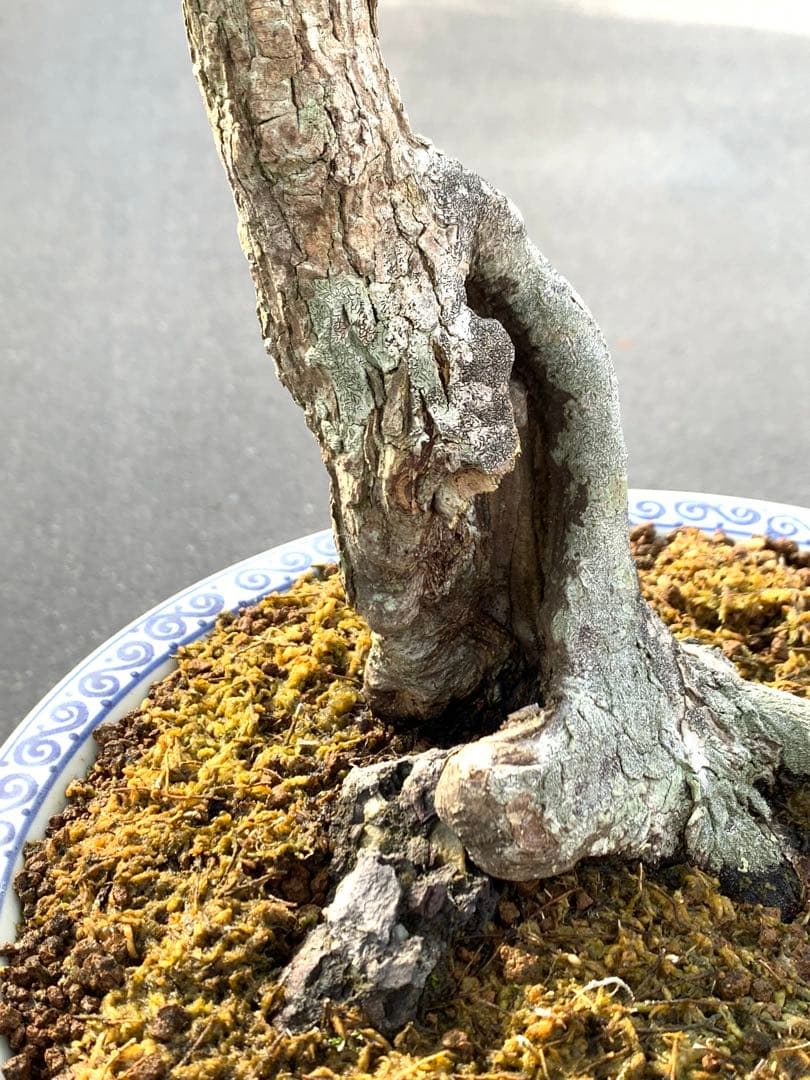 古木感溢れる石付山もみじ　文人　洞　樹高約60cm（検索/盆栽　野梅　楓）