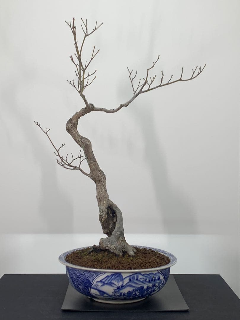 古木感溢れる石付山もみじ　文人　洞　樹高約60cm（検索/盆栽　野梅　楓）