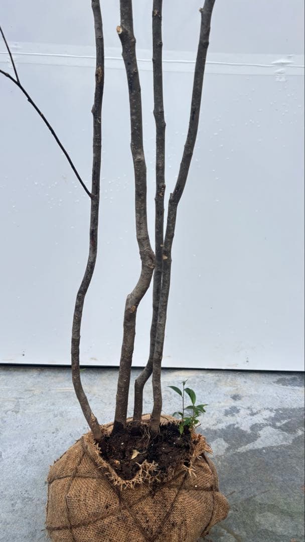 ricca 樹形が魅力的 山採り ハイノキ 株立 717 樹高1.8m位