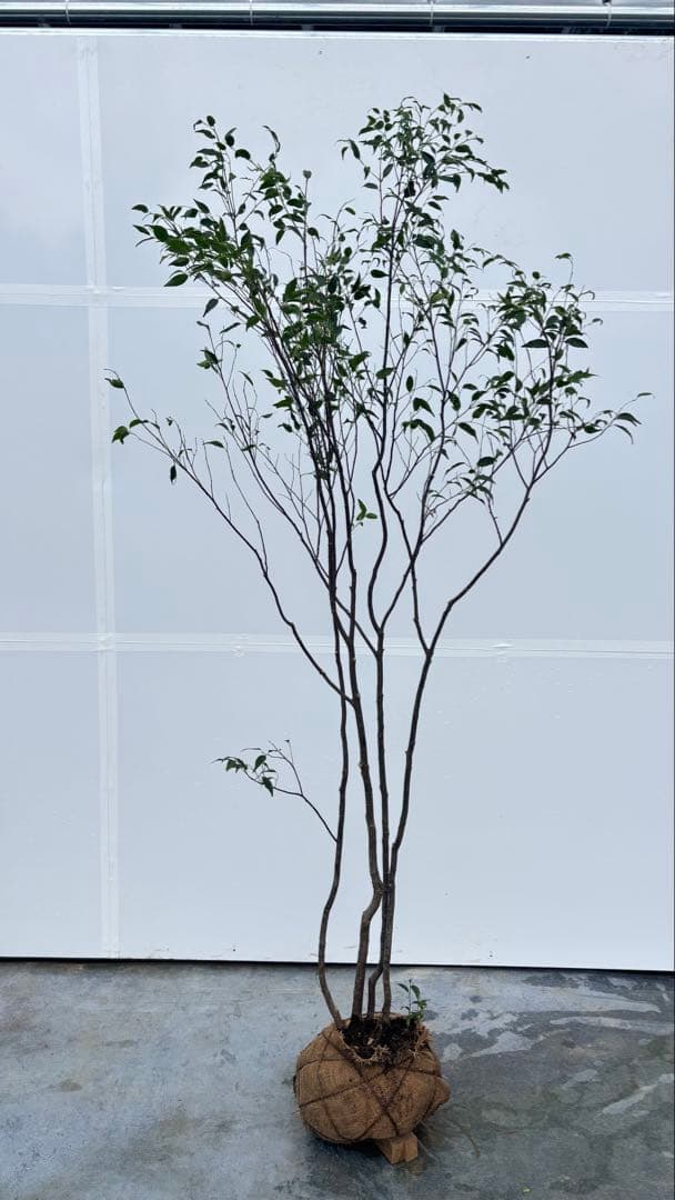 ricca 樹形が魅力的 山採り ハイノキ 株立 717 樹高1.8m位