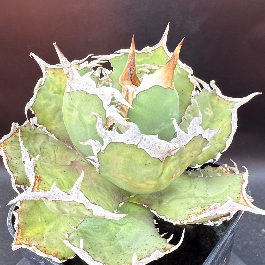 アガベ　チタノタ　ホワイトホーク　親株②