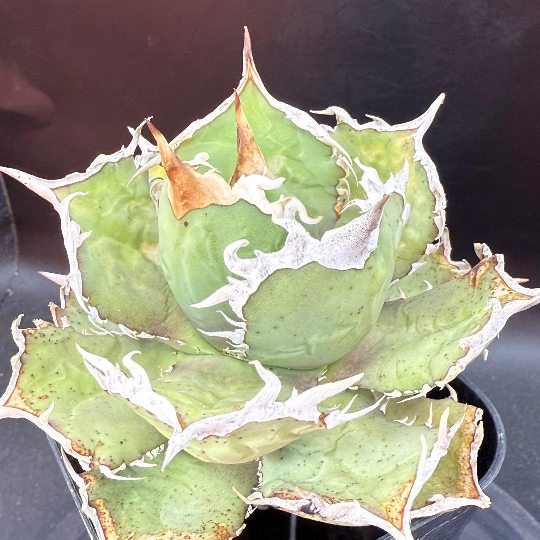 アガベ　チタノタ　ホワイトホーク　親株②