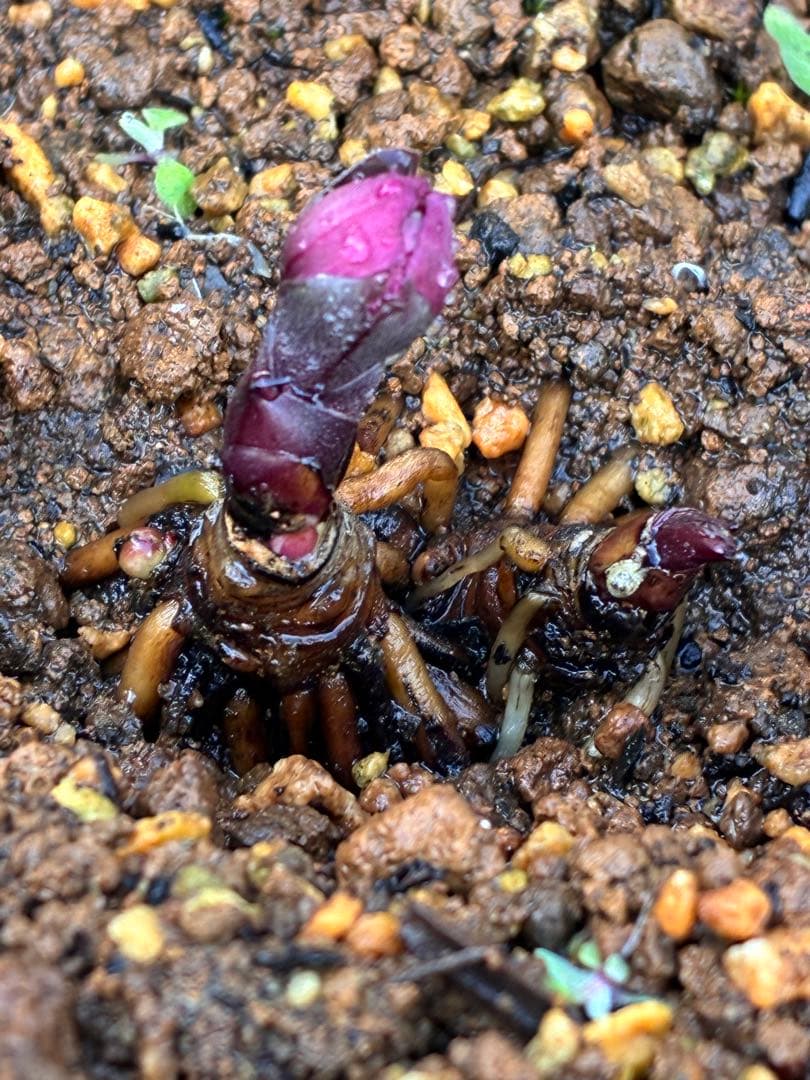 み*ー様 ☘️蕾付き☘️タグ付☘️3366⭐️BELCHERI⭐️PINK IC