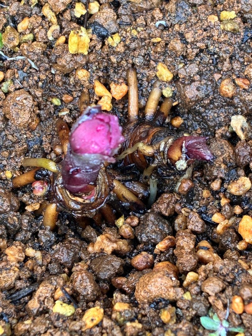 み*ー様 ☘️蕾付き☘️タグ付☘️3366⭐️BELCHERI⭐️PINK IC