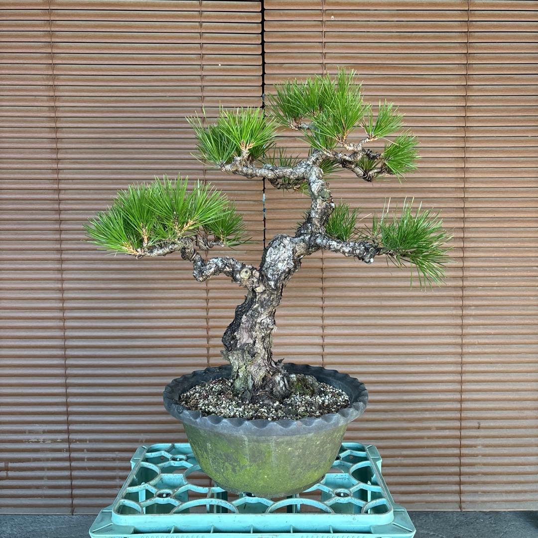 黒松盆栽