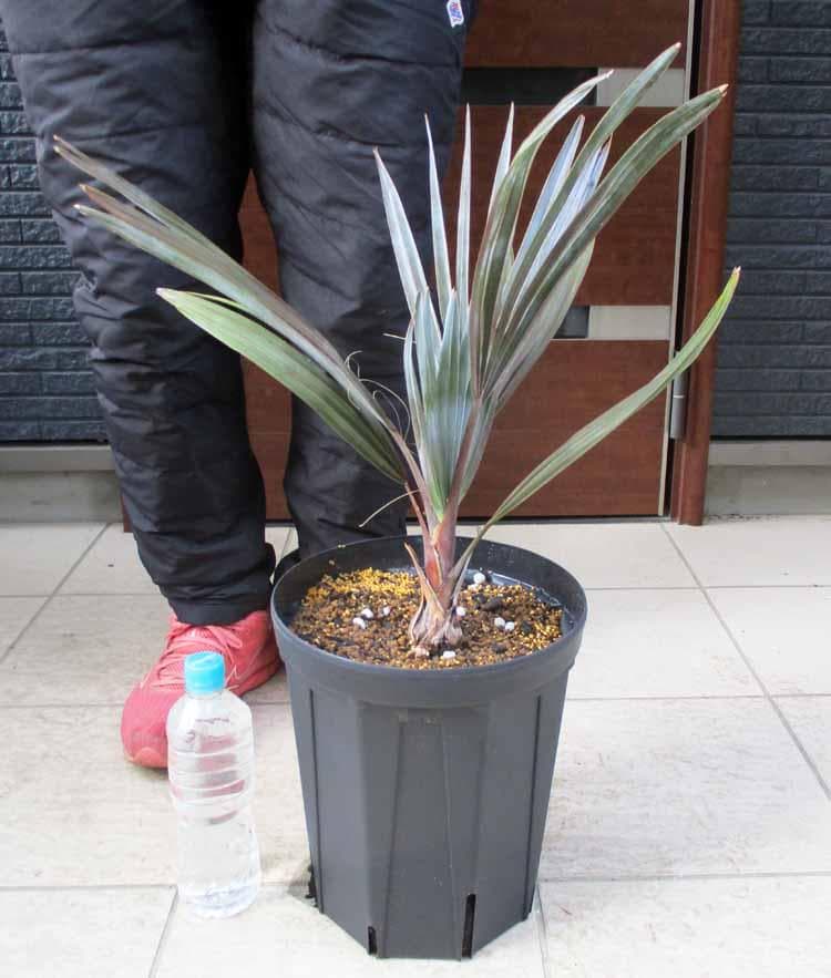 【現品】ビスマルキア・ノビリス　シルバー　椰子　ヤシ　8号　D21番