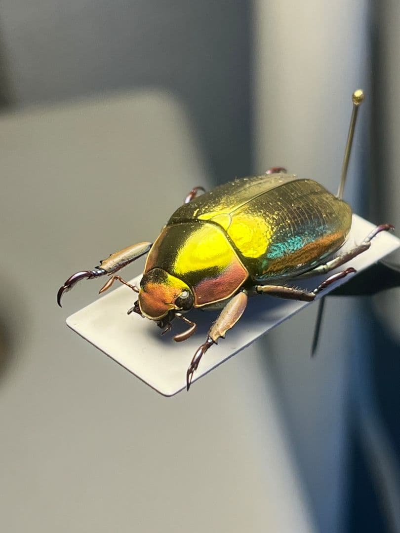 【27mm】アウリガンスプラチナコガネ 金色型 カナブン ウグイスコガネ 標本