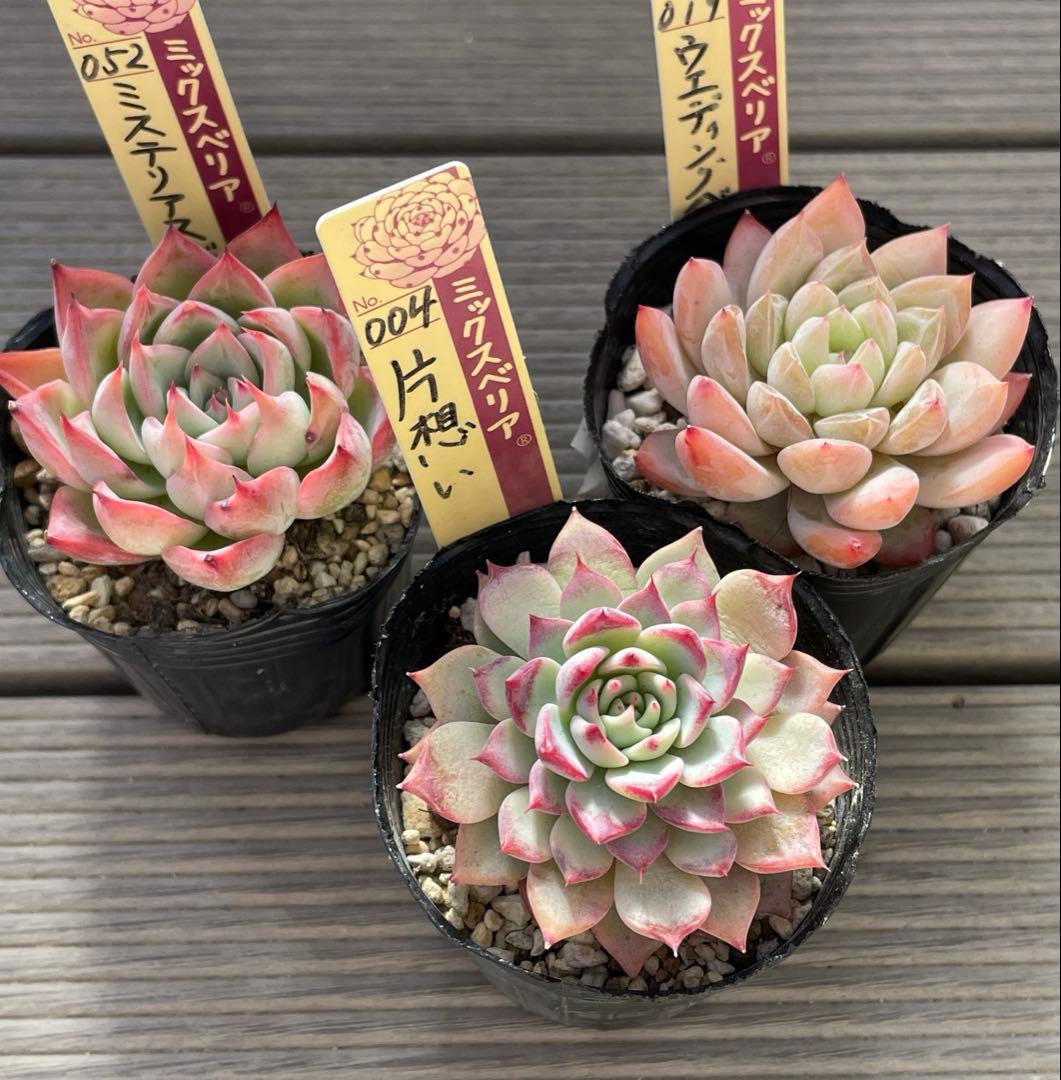 ウエディングベル　片想い　ミステリアスグラス 札付き　ミックスベリア　多肉植物