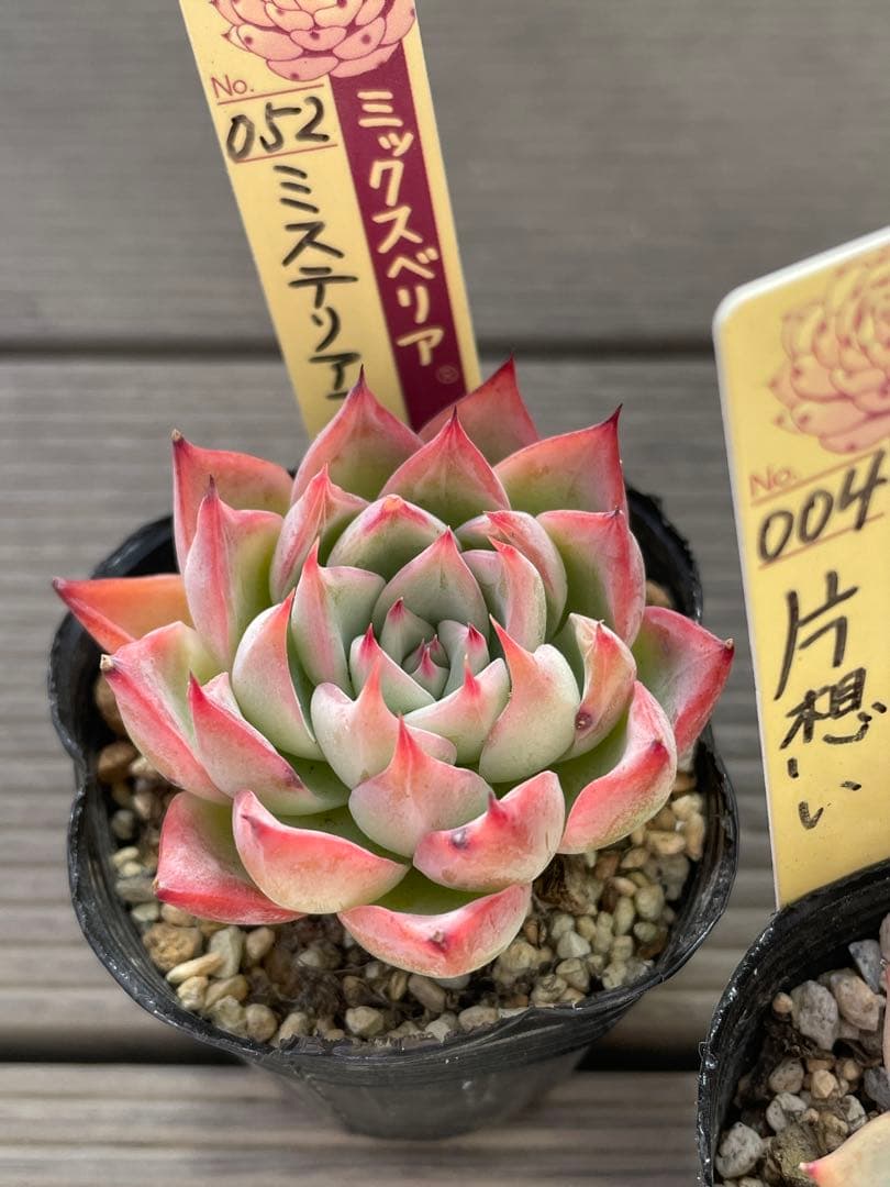 ウエディングベル　片想い　ミステリアスグラス 札付き　ミックスベリア　多肉植物