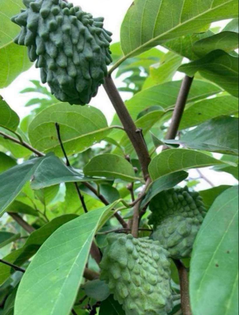 アテモヤ接木苗木　釋迦果 シャカトウ　森のアイスクリーム 鳳梨釋迦