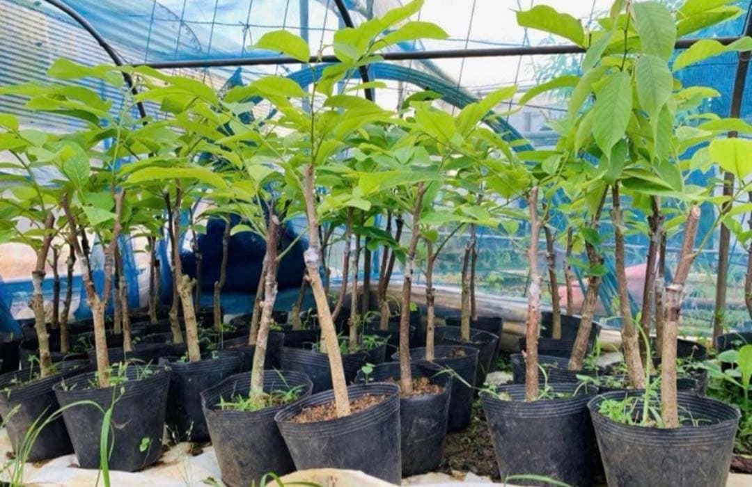 アテモヤ接木苗木　釋迦果 シャカトウ　森のアイスクリーム 鳳梨釋迦