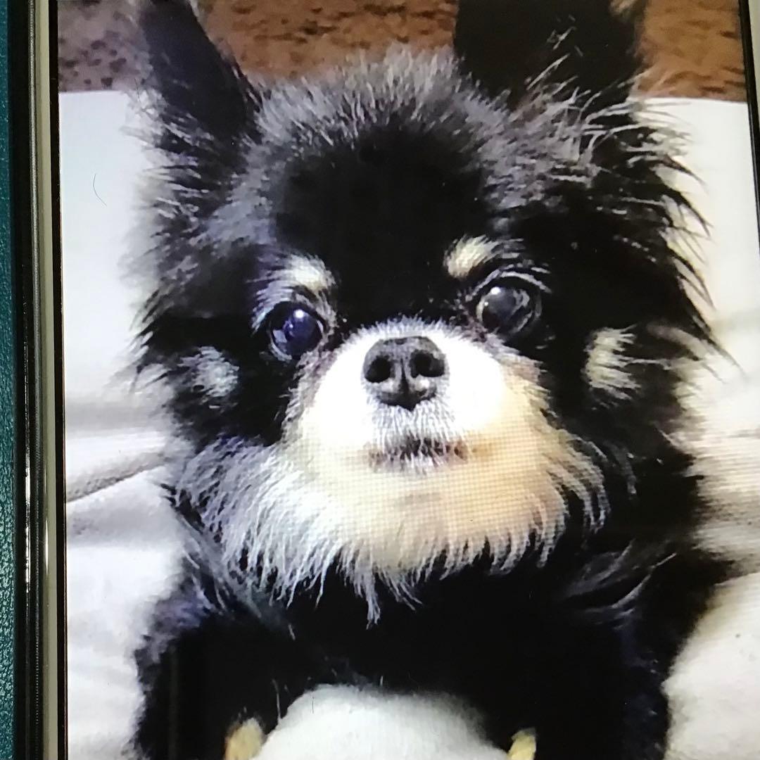 よよょ様オーダー品（チワワのももちゃん）伏せポーズ❣️