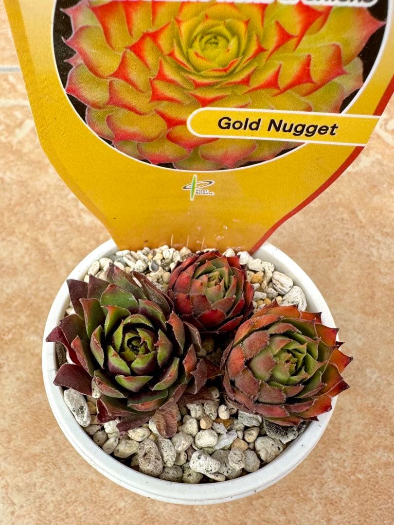 ゴールドナゲット　カット苗