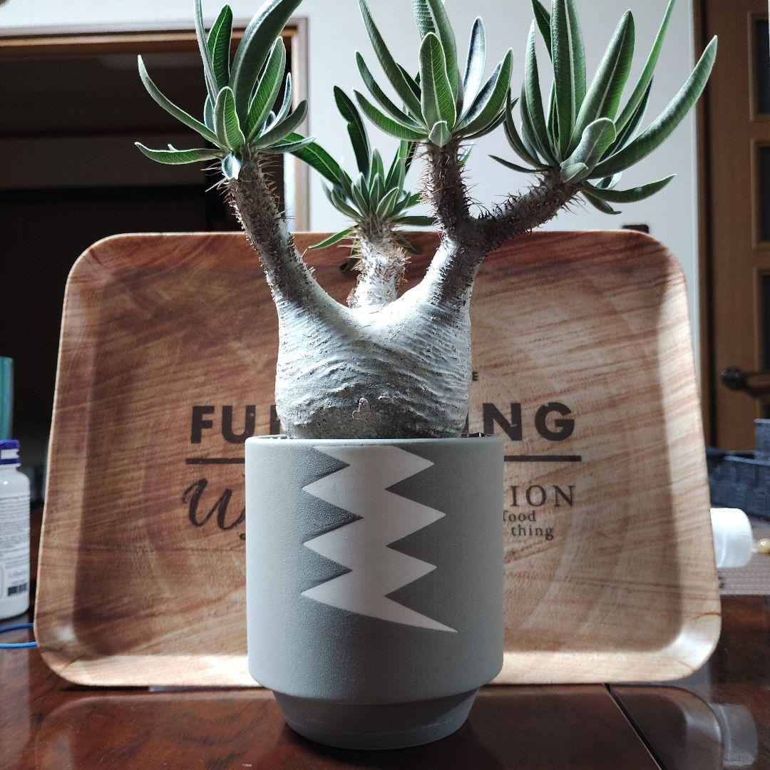 白肌グラキリス　バリエム鉢　valiem