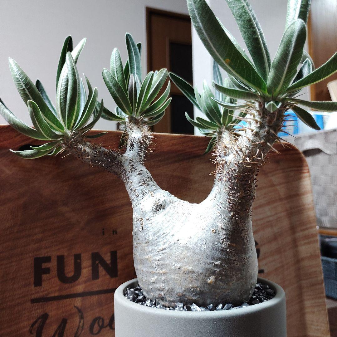 白肌グラキリス　バリエム鉢　valiem