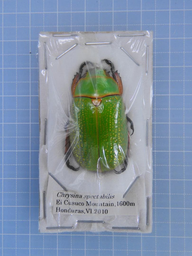 標本 Honduras Chrysina spectabilis 35mm
