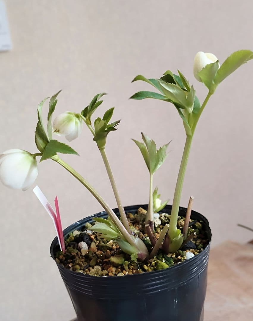 クリスマスローズ開花株