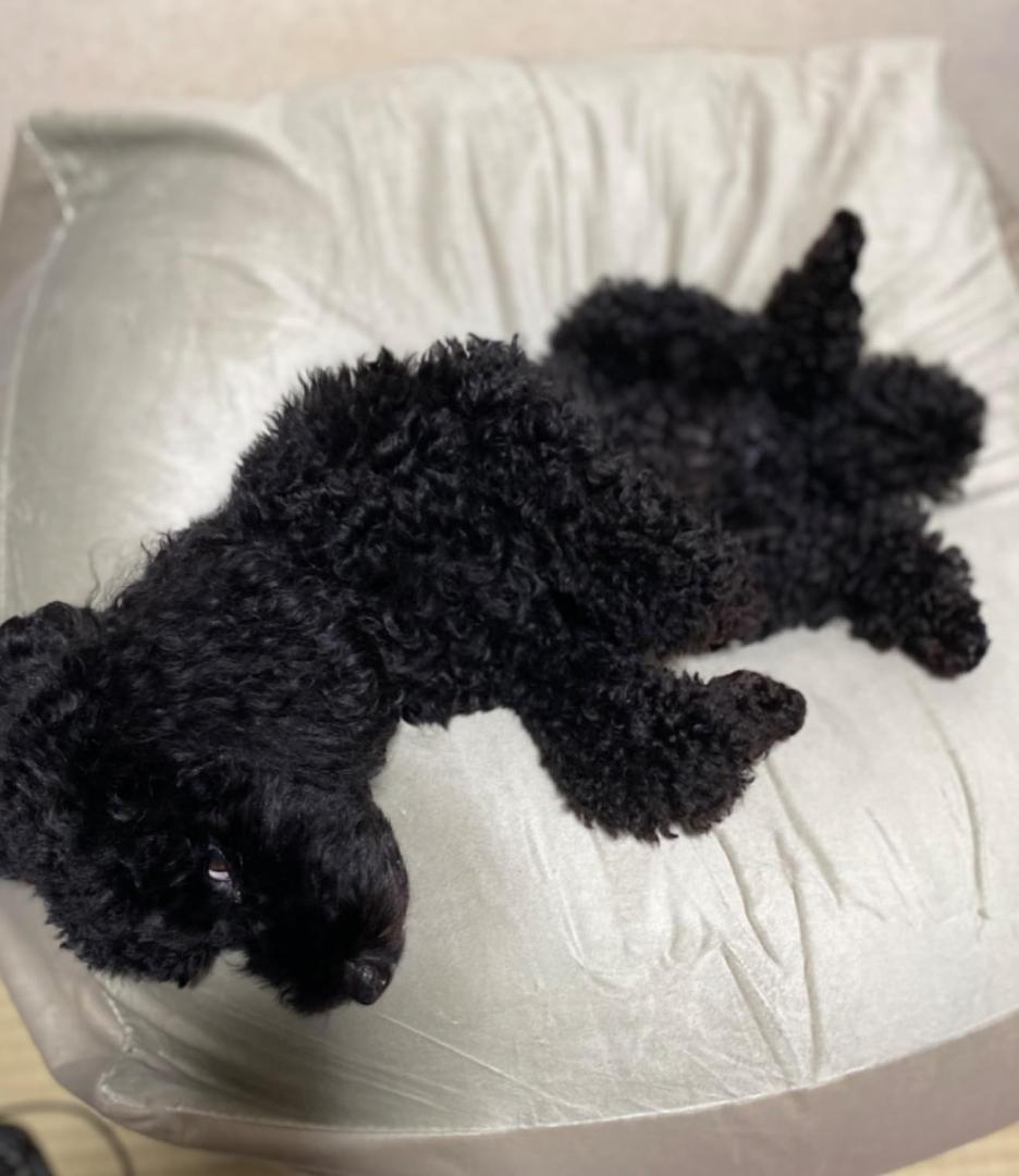 タンスのゲン ビーズクッション 日本製 71×71×40cm くすみカラー ベル