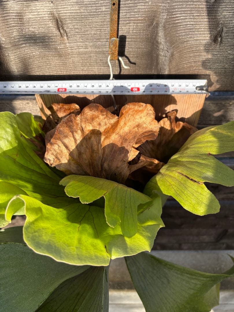 ビカクシダ　シルバーベルベット　フーンシキ　親株