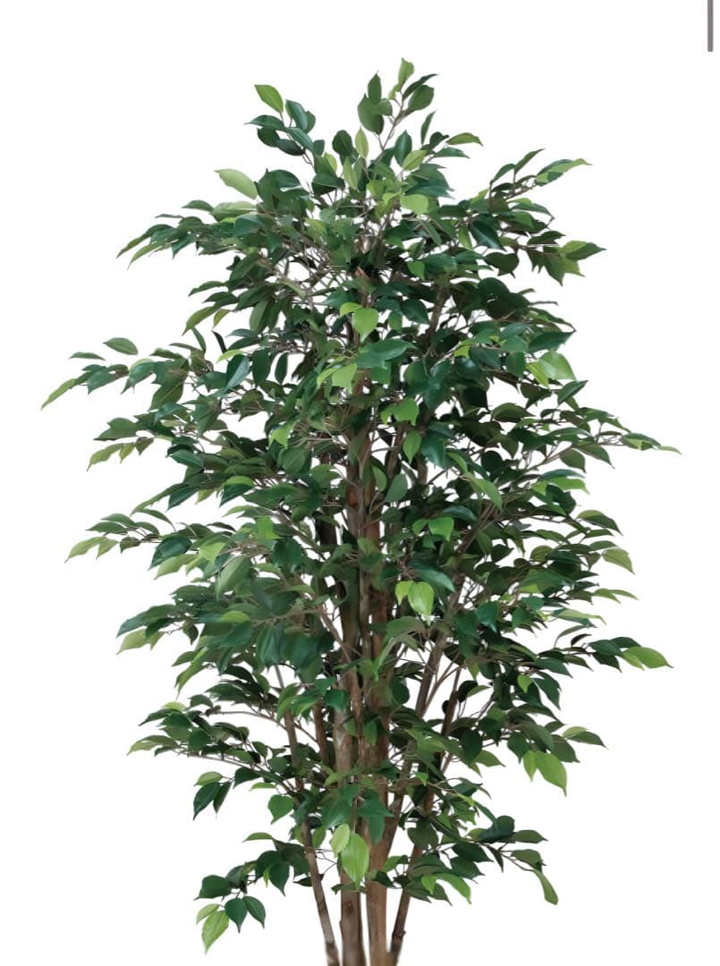 光触媒　人工観葉植物　フェイクグリーン　ロイヤルベンジャミン1.8