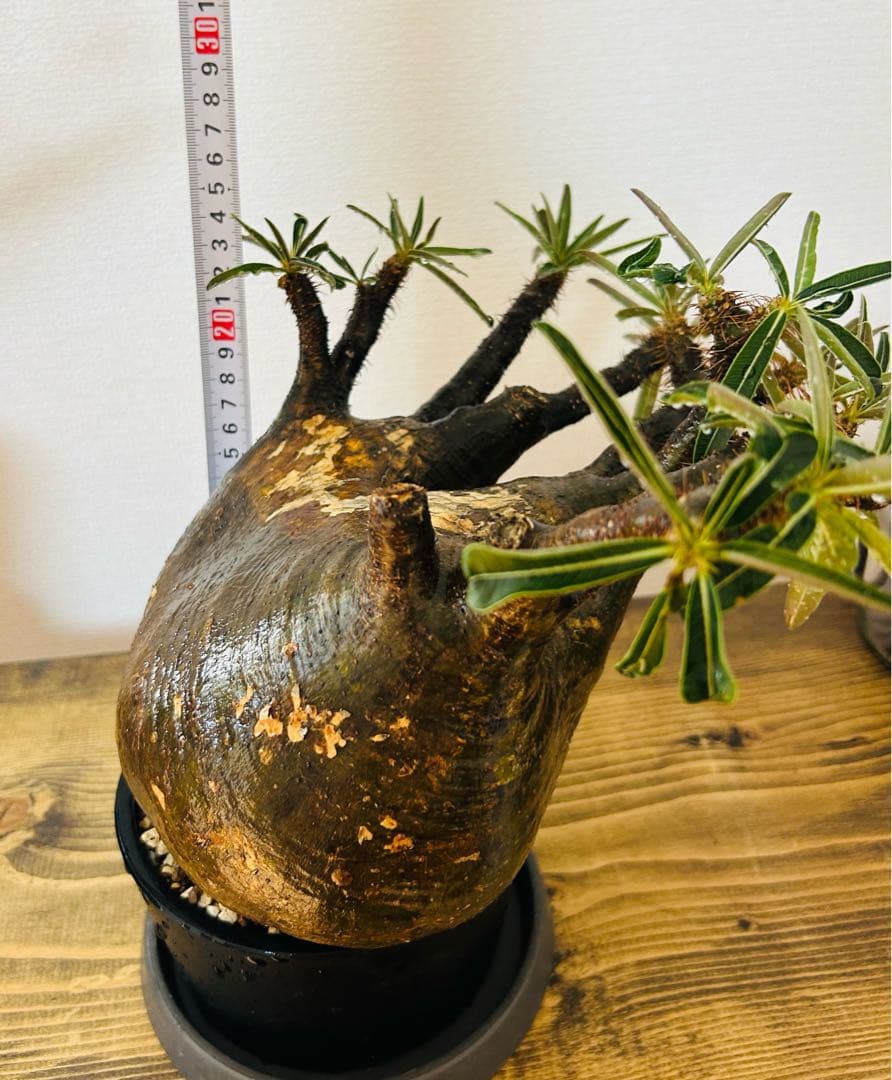 【現地球】パキポディウム　グラキリス　★発根済み★鉢付き