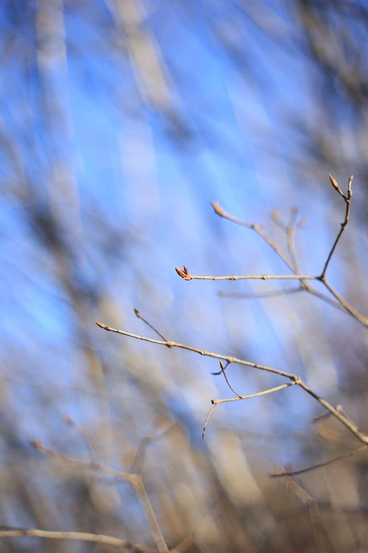 Super-Takumar 55mm F1.8 後期型 S/N：4053176