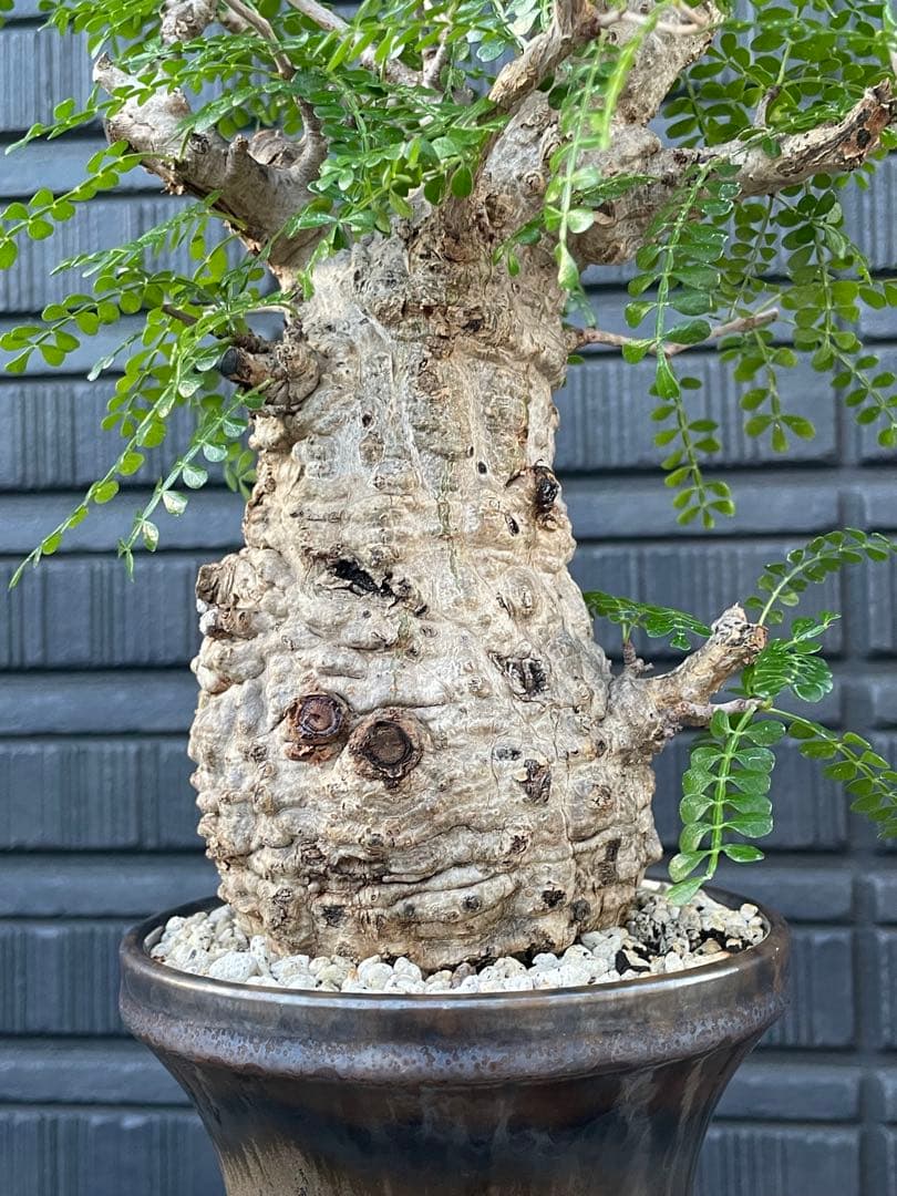 オペルクリカリア　パキプス　雌株