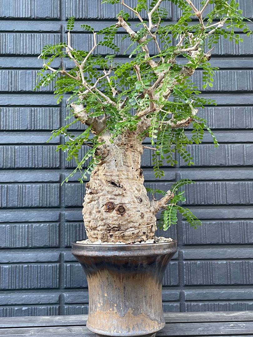 オペルクリカリア　パキプス　雌株