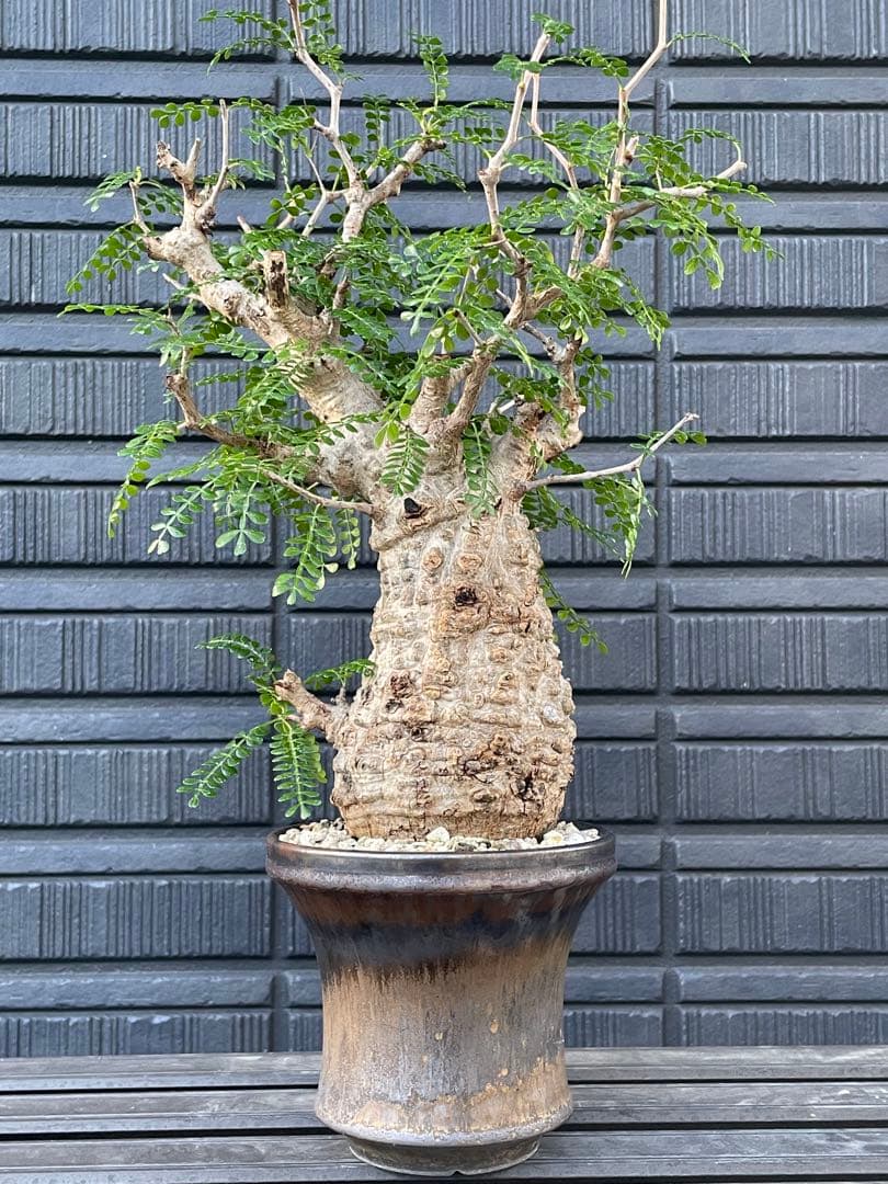 オペルクリカリア　パキプス　雌株