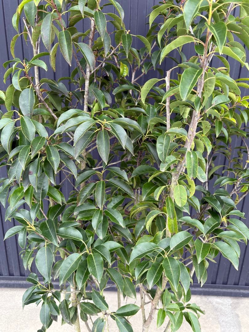 ◆ソヨゴ◆常緑樹◆複数株立◆雌株◆赤い実いっぱい‼️◆③