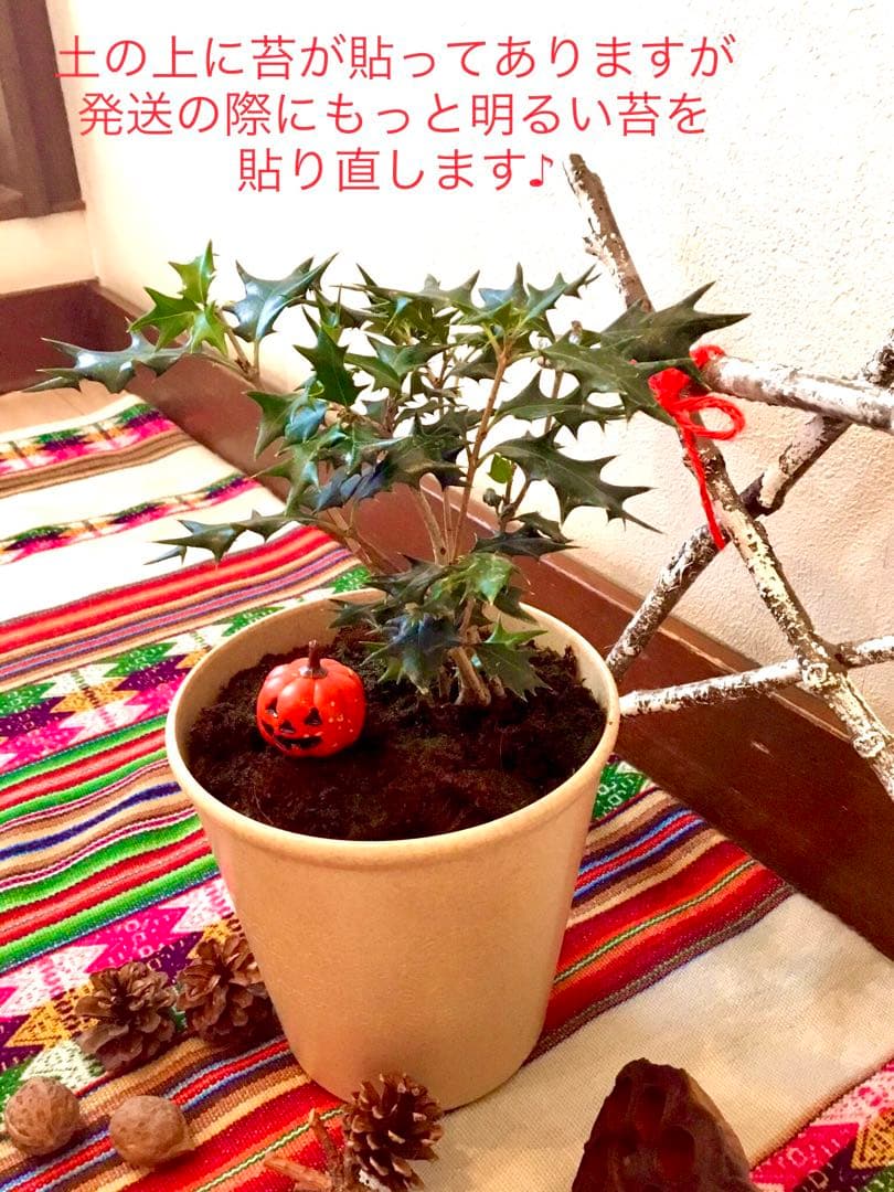 【完売】天然＊野生の可愛い柊さん/ひいらぎ/大サイズ/ハロウィンやクリスマスに