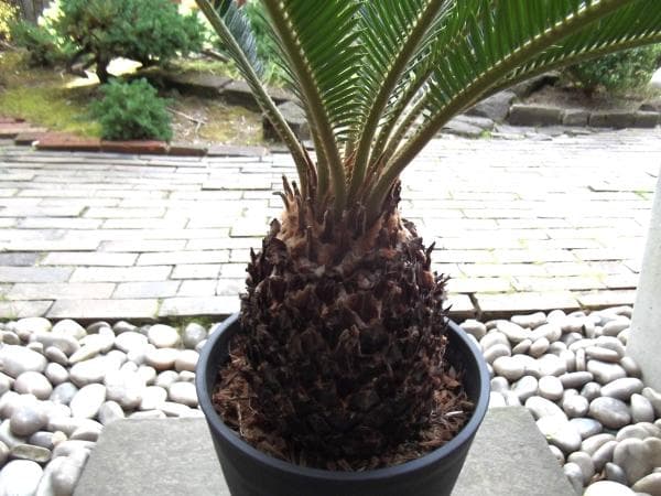 現物「蘇鉄（ソテツ）」８号　Cycas revoluta