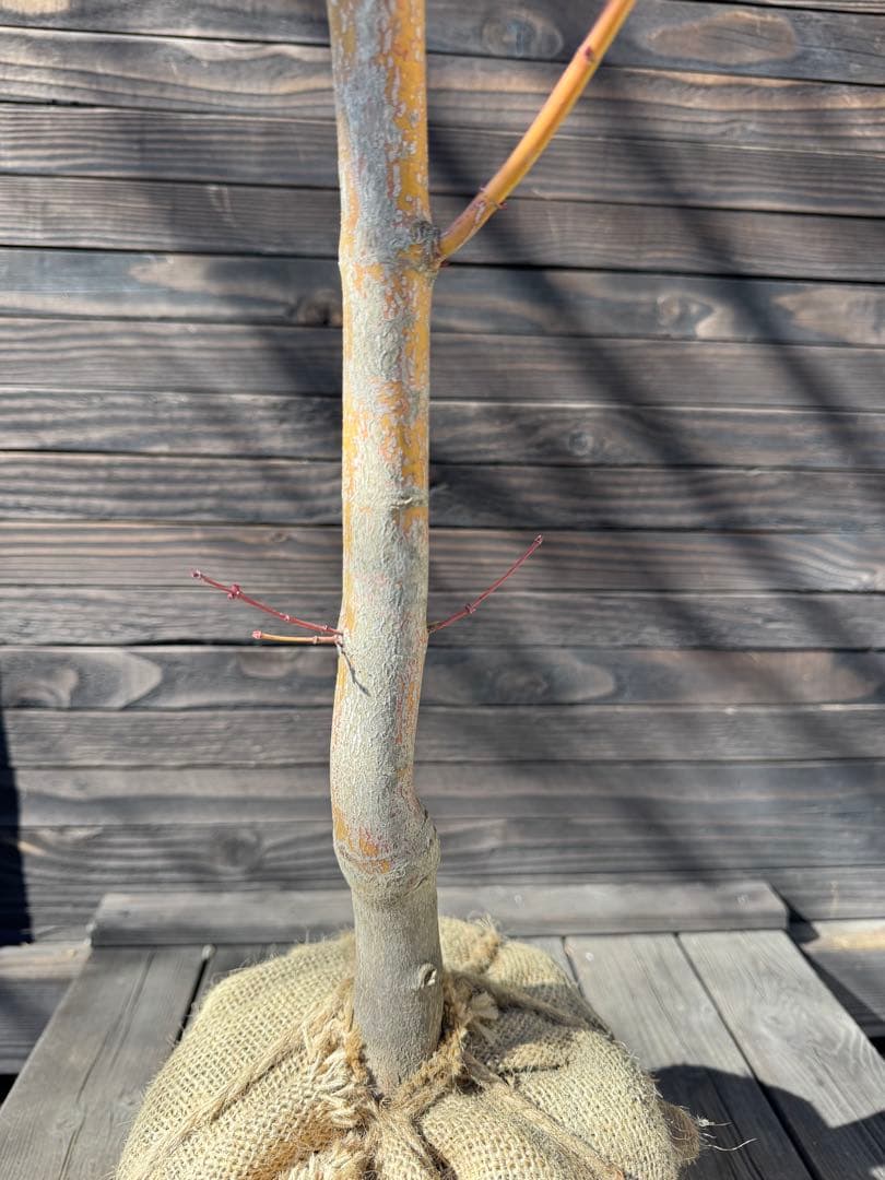 《桂紅葉》カツラモミジ/大株【現品発送】管理80046