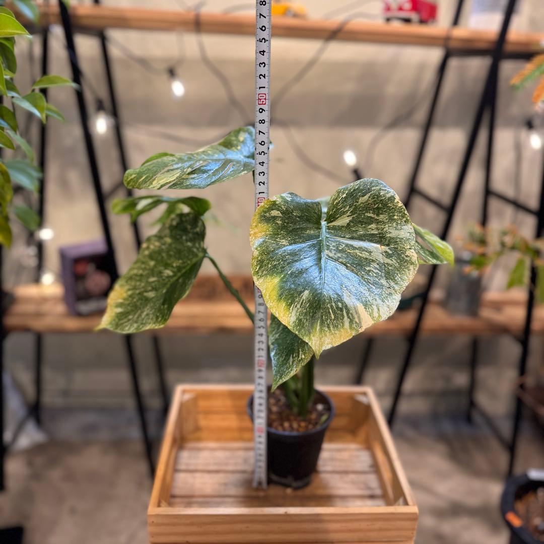 R*9様 1 モンステラ　デリシオーサ　‘グリーンスノー’ 訳あり　お手頃