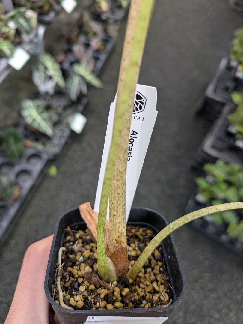 【希少】アロカシア ロンギロバ バリエガータ