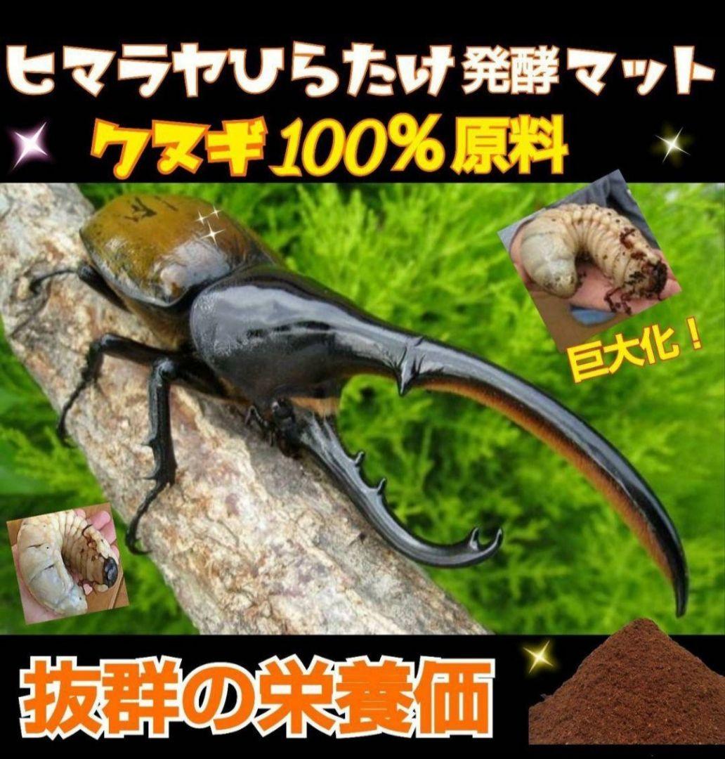 60リットル　ヒマラヤひらたけ発酵カブトムシマット　幼虫がビックサイズになります
