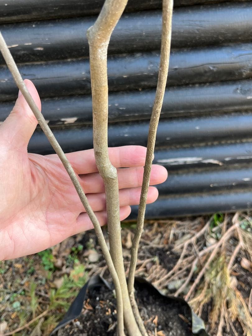 山採り天然　ツリバナ　３本株立ち　12