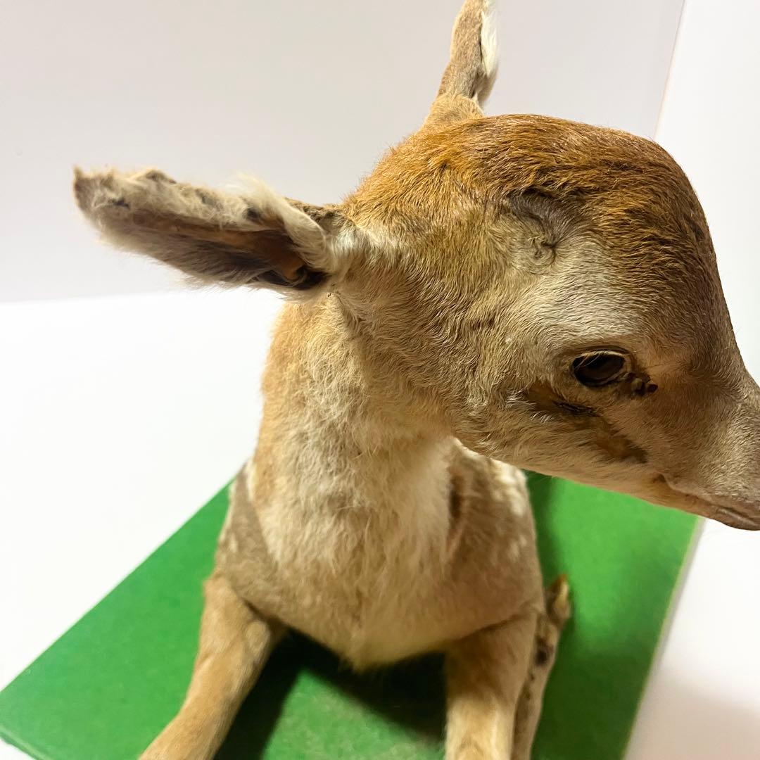 剥製 小鹿 子鹿 ニホンジカ 置き物 ヴィンテージ バンビ インテリア オブジェ