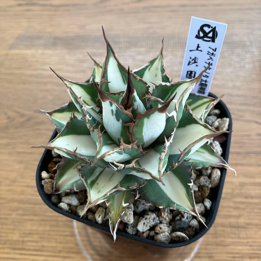 D*様 【初売りオークション】32 特大　太斑　アガベ　チタノタ　太陽神錦　白中