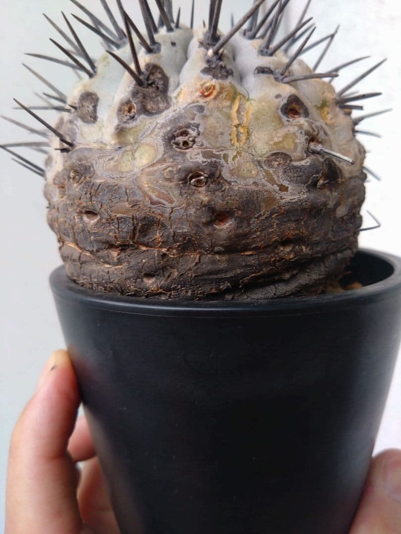 発根済　黒王丸 コピアポア シネレア