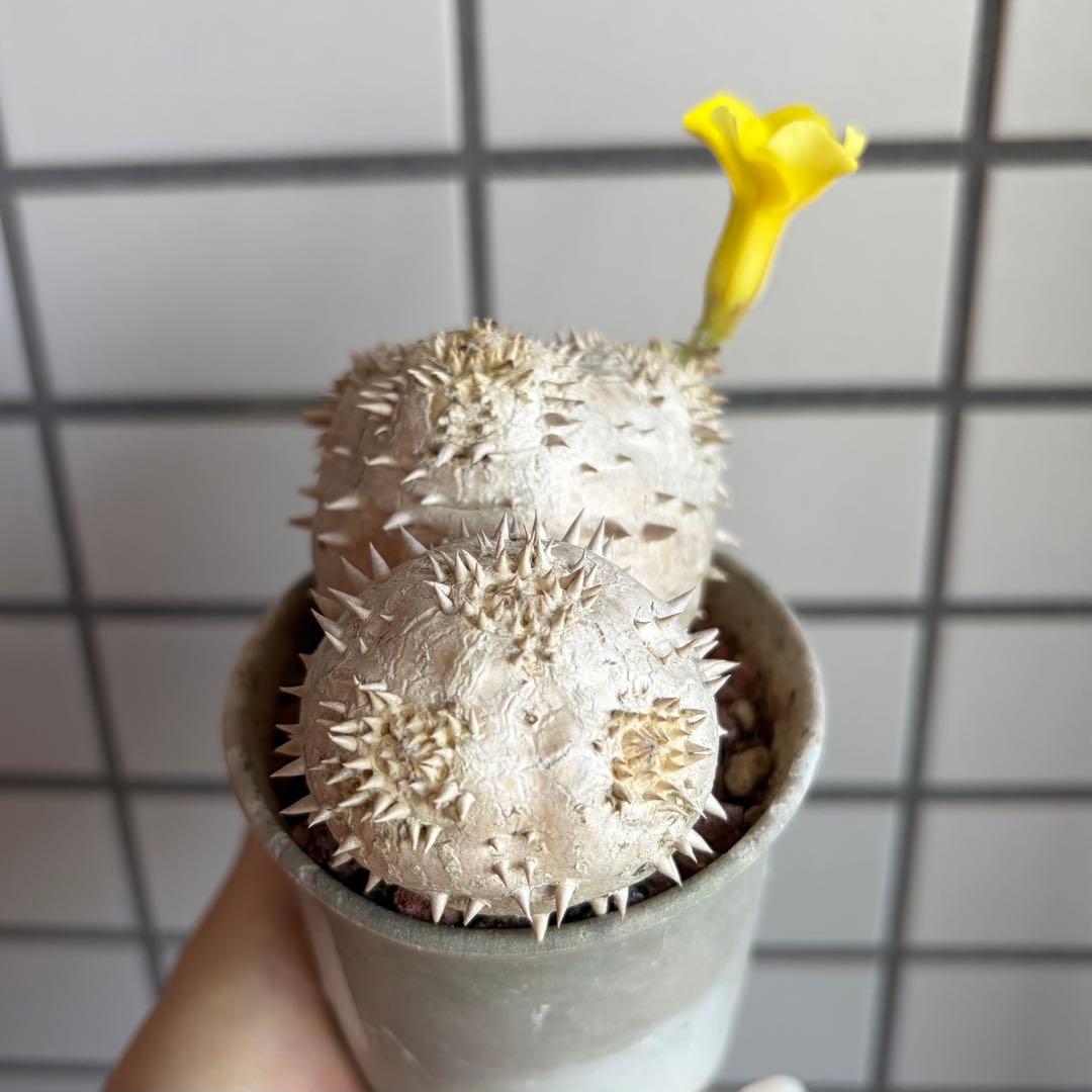 z*o様 【鉢付き】 パキポディウム デンシカウレ 実生 ダブルヘッド 恵比寿大