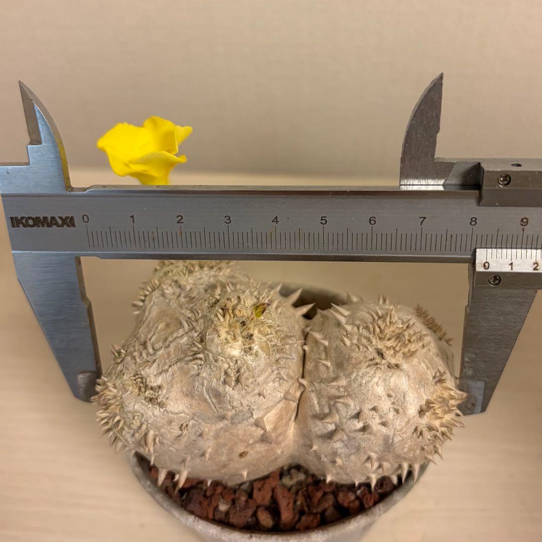 z*o様 【鉢付き】 パキポディウム デンシカウレ 実生 ダブルヘッド 恵比寿大