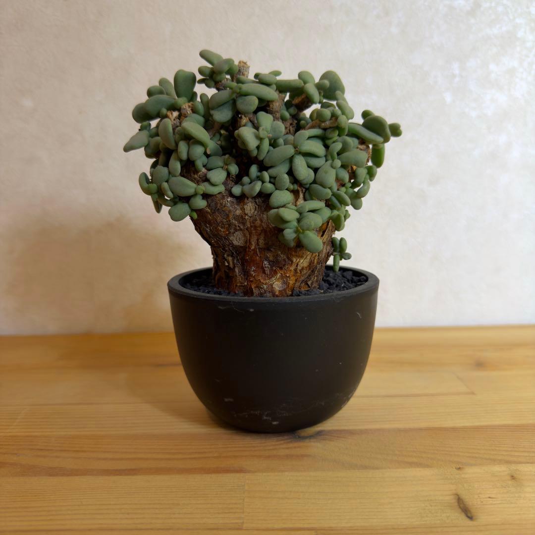 ケラリア ピグマエア