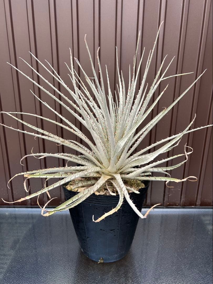 プヤ セルーレア O、P 、Qの3本セット