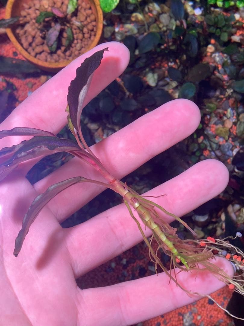 ブセファランドラsp. ブラウニー ディープパープル