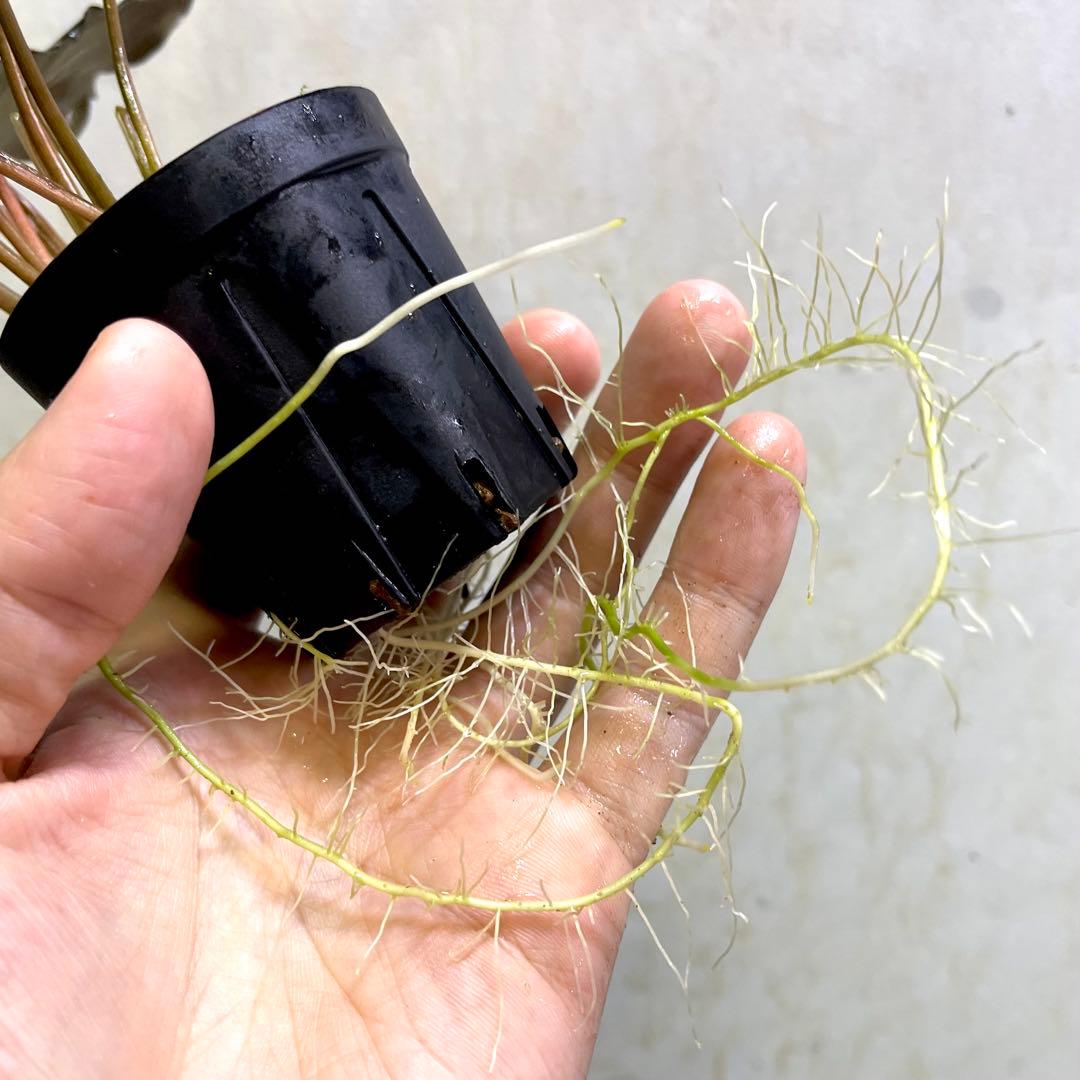 ◆特◆フルタドアsp.レッドナロー 2022年 神畑便 #ブセさかな屋