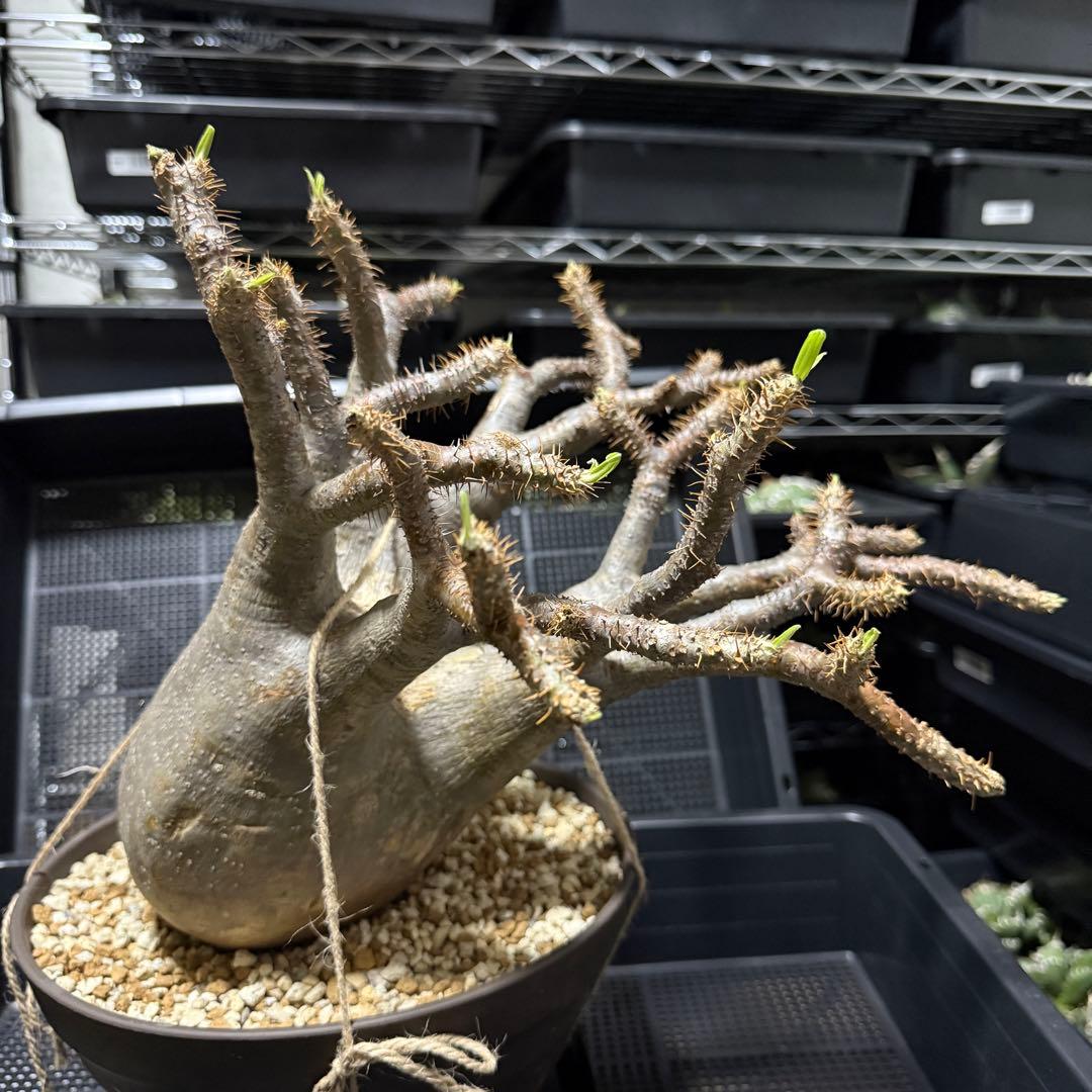 極美株 パキポディウム グラキリス 大株 塊根植物