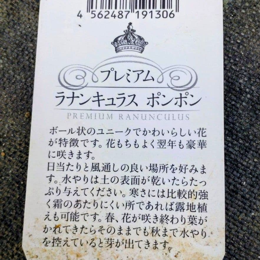 透け感ピンク ラナンキュラス 大苗 ポンポン『ハーマイオニー』大苗 メルカリ便♪